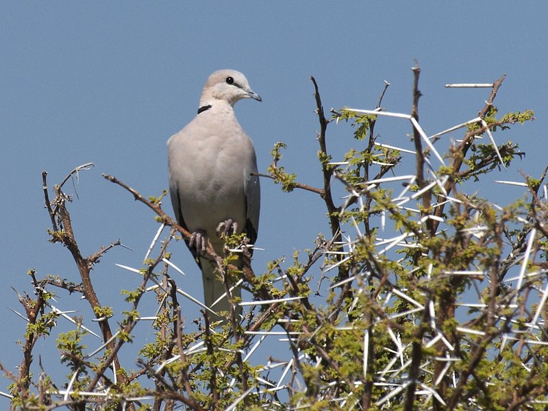 Etosha National Park, Cape turtle-dove